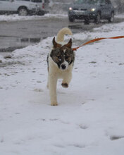 KILIA, Hund, Mischlingshund in Bulgarien - Bild 6