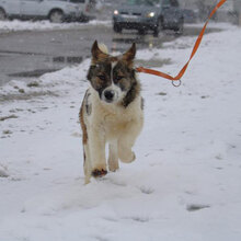 KILIA, Hund, Mischlingshund in Bulgarien - Bild 7