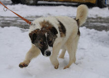 KILIA, Hund, Mischlingshund in Bulgarien - Bild 8