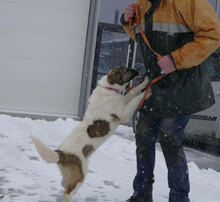 KILIA, Hund, Mischlingshund in Bulgarien - Bild 9