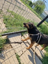 RANA, Hund, Mischlingshund in Rumänien - Bild 2