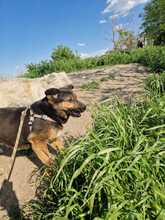 RANA, Hund, Mischlingshund in Rumänien - Bild 3