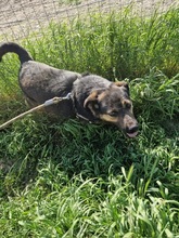 RANA, Hund, Mischlingshund in Rumänien - Bild 4