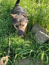 RANA, Hund, Mischlingshund in Rumänien - Bild 5