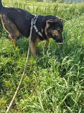 RANA, Hund, Mischlingshund in Rumänien - Bild 6