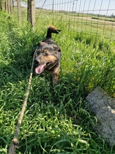 RANA, Hund, Mischlingshund in Rumänien - Bild 7