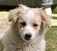 TASHA, Hund, Mischlingshund in Rumänien - Bild 1