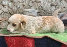 TASHA, Hund, Mischlingshund in Rumänien - Bild 11