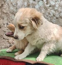 TASHA, Hund, Mischlingshund in Rumänien - Bild 16