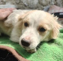 TASHA, Hund, Mischlingshund in Rumänien - Bild 17