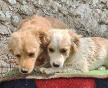 TASHA, Hund, Mischlingshund in Rumänien - Bild 5