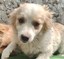 TASHA, Hund, Mischlingshund in Rumänien - Bild 7