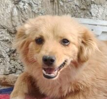 FULGA, Hund, Mischlingshund in Rumänien - Bild 1