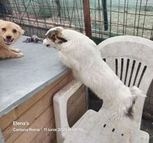 FULGA, Hund, Mischlingshund in Rumänien - Bild 12