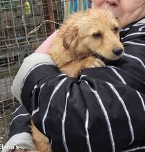 FULGA, Hund, Mischlingshund in Rumänien - Bild 13