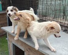 FULGA, Hund, Mischlingshund in Rumänien - Bild 14