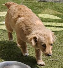 FULGA, Hund, Mischlingshund in Rumänien - Bild 15