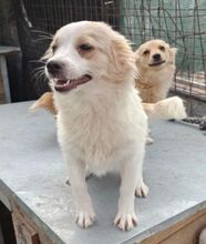 FULGA, Hund, Mischlingshund in Rumänien - Bild 17