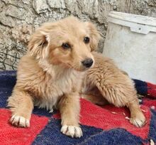 FULGA, Hund, Mischlingshund in Rumänien - Bild 2