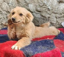 FULGA, Hund, Mischlingshund in Rumänien - Bild 4