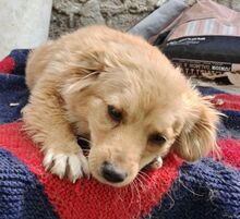 FULGA, Hund, Mischlingshund in Rumänien - Bild 6
