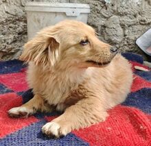 FULGA, Hund, Mischlingshund in Rumänien - Bild 7