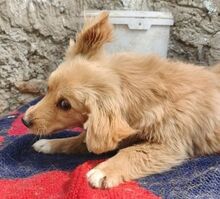 FULGA, Hund, Mischlingshund in Rumänien - Bild 9