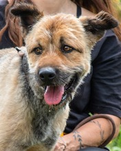 DAIKI, Hund, Mischlingshund in Portugal - Bild 1