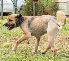 DAIKI, Hund, Mischlingshund in Portugal - Bild 3