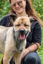 DAIKI, Hund, Mischlingshund in Portugal - Bild 4