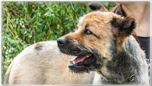 DAIKI, Hund, Mischlingshund in Portugal - Bild 5