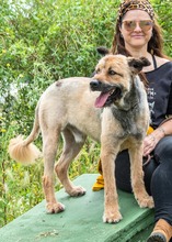 DAIKI, Hund, Mischlingshund in Portugal - Bild 6