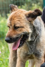 DAIKI, Hund, Mischlingshund in Portugal - Bild 7