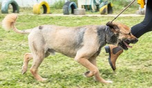 DAIKI, Hund, Mischlingshund in Portugal - Bild 8