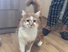 DAD, Katze, Langhaar-Mix in Bulgarien - Bild 1