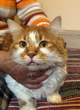 DAD, Katze, Langhaar-Mix in Bulgarien - Bild 10