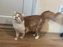 DAD, Katze, Langhaar-Mix in Bulgarien - Bild 11