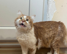 DAD, Katze, Langhaar-Mix in Bulgarien - Bild 2