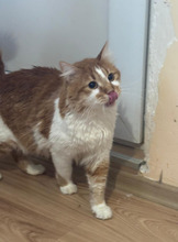 DAD, Katze, Langhaar-Mix in Bulgarien - Bild 3