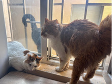 DAD, Katze, Langhaar-Mix in Bulgarien - Bild 4