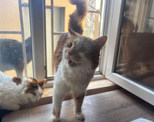 DAD, Katze, Langhaar-Mix in Bulgarien - Bild 5