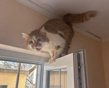 DAD, Katze, Langhaar-Mix in Bulgarien - Bild 6