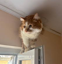 DAD, Katze, Langhaar-Mix in Bulgarien - Bild 7