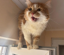 DAD, Katze, Langhaar-Mix in Bulgarien - Bild 8
