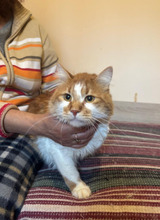 DAD, Katze, Langhaar-Mix in Bulgarien - Bild 9