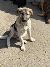 DANTE, Hund, Mischlingshund in Rumänien - Bild 1
