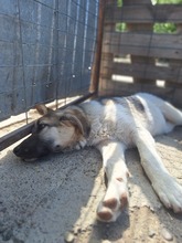 DANTE, Hund, Mischlingshund in Rumänien - Bild 4