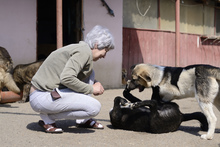 DANTE, Hund, Mischlingshund in Rumänien - Bild 5