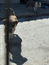 MEEKO, Hund, Mischlingshund in Rumänien - Bild 10