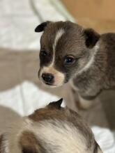 MEEKO, Hund, Mischlingshund in Rumänien - Bild 2
